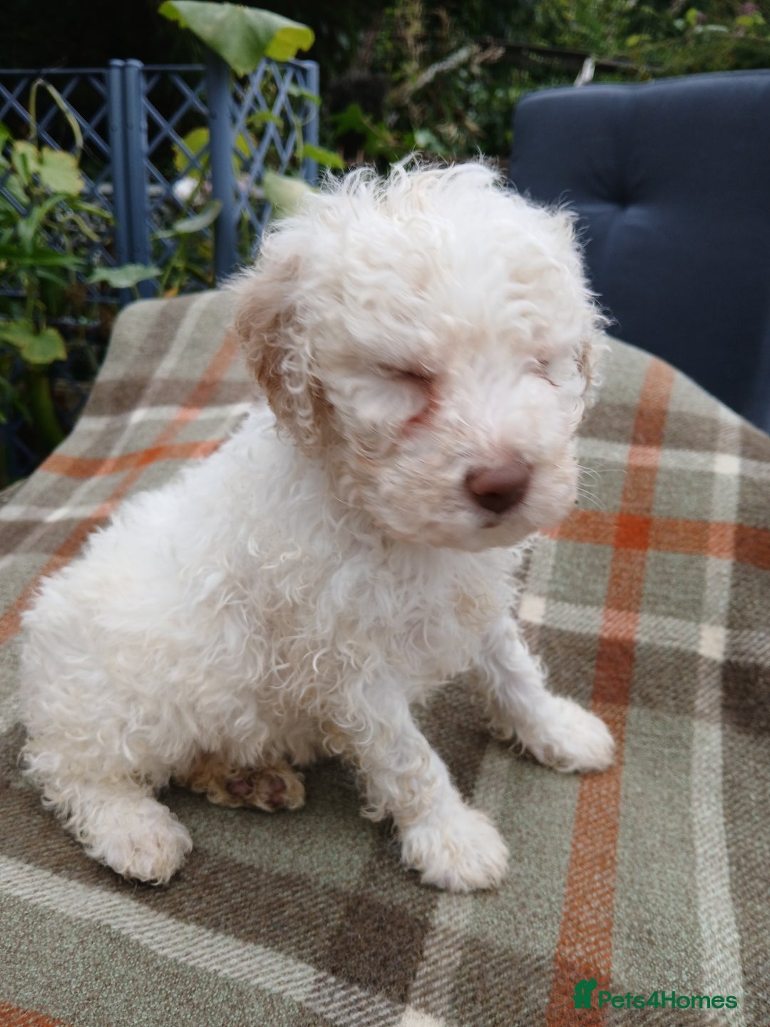 Lagotto Romagnolo dogs for sale: Pedigree Kennel Club Registered Lagotto Romagnolo - Image 10