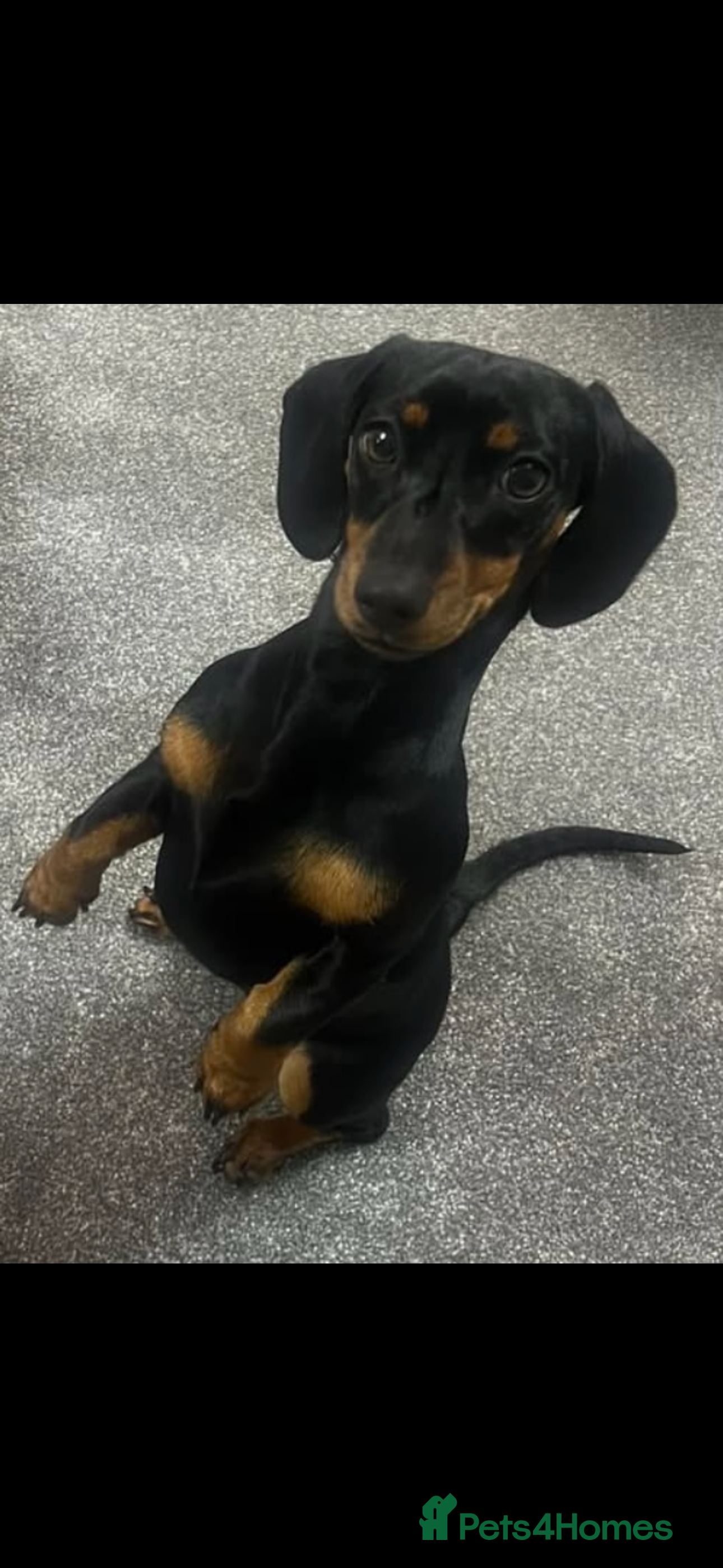 Miniature Dachshund dogs 3 Year old Mini Dashshund  - Advert 1