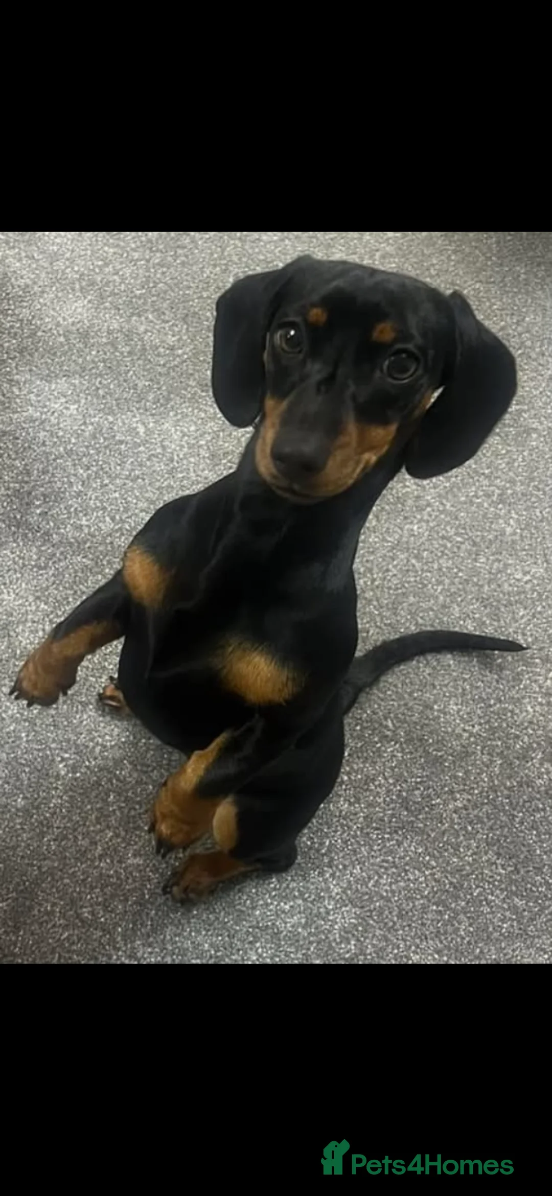 Miniature Dachshund dogs for sale: 3 Year old Mini Dashshund  - Advert 1