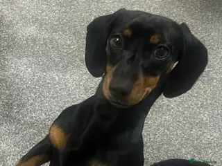 Miniature Dachshund dogs 3 Year old Mini Dashshund - Advert 1