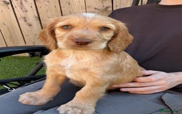 Sprocker dogs for sale:  Sprocker spaniel puppies - Ready Soon ! - Image 4