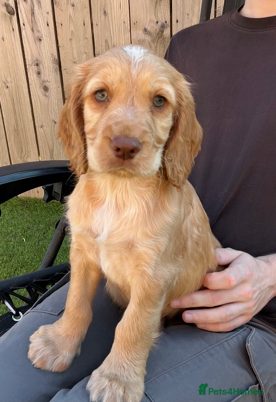 Sprocker dogs for sale:  Sprocker spaniel puppies - Ready Soon ! - Image 4