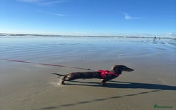 Dachshund dogs for stud: Standard smooth coat chocolate and tan dachshund - Image 2