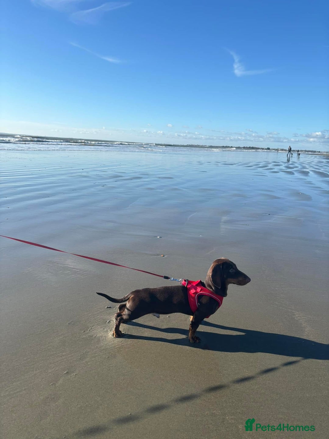 Dachshund dogs for stud: Standard smooth coat chocolate and tan dachshund - Image 2