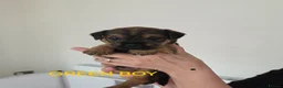 Border Terrier dogs for sale: Beautiful Borer/borderlakeland puppies - Advert 2