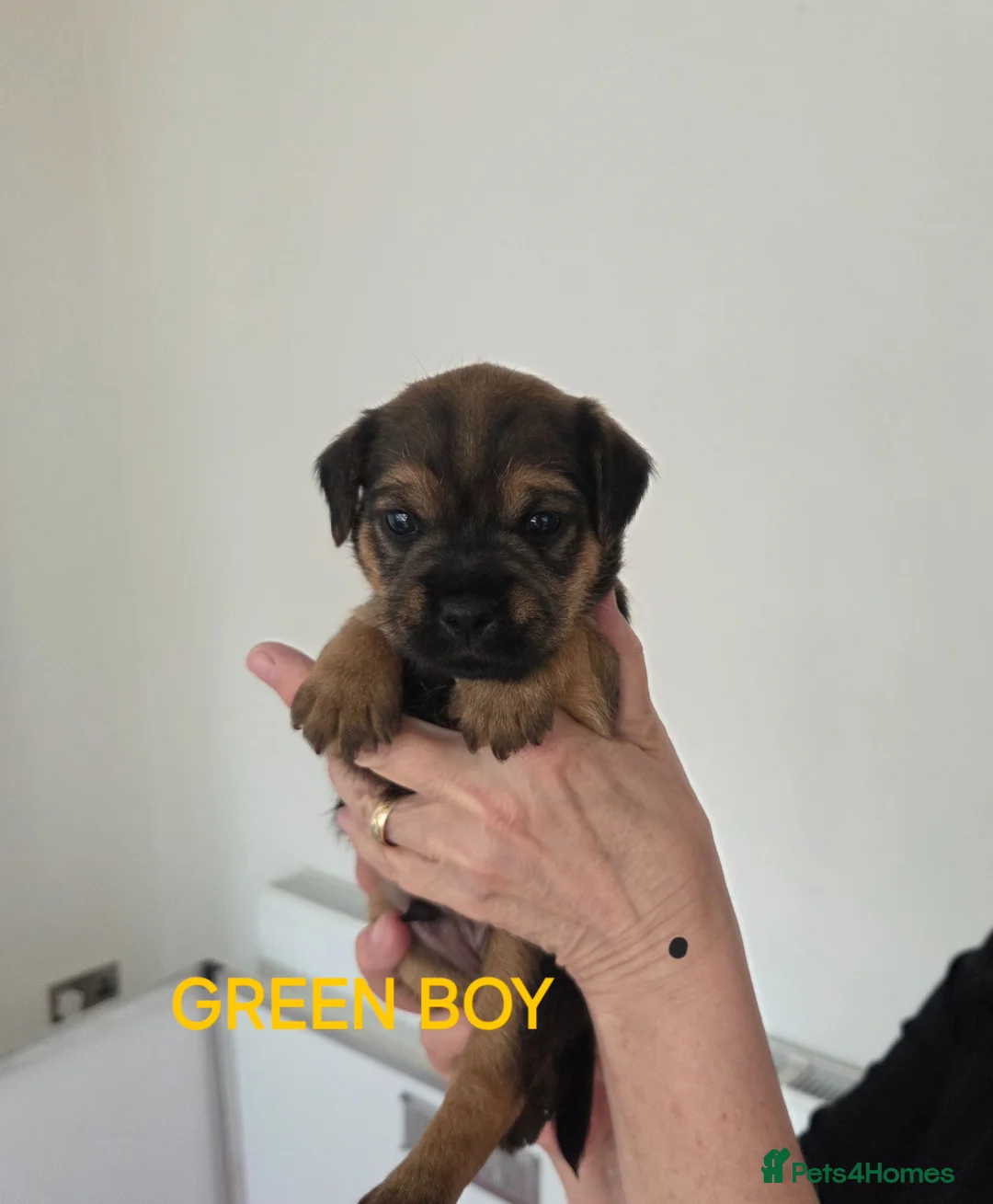 Border Terrier dogs for sale: Beautiful Borer/borderlakeland puppies - Advert 2