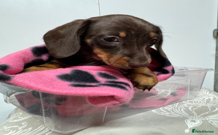 Miniature Dachshund dogs CHOCOLATE & CREAM MINIATURE DACHSHUND GIRL PUPPY  - Advert 2