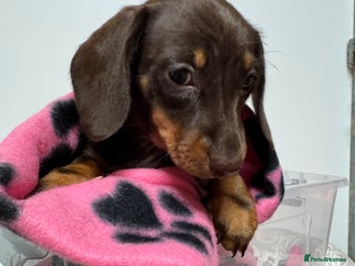 Miniature Dachshund dogs CHOCOLATE & CREAM MINIATURE DACHSHUND GIRL PUPPY - Advert 4