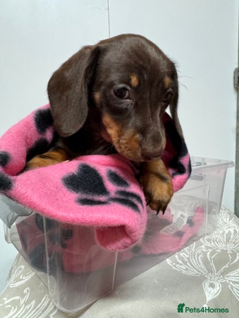 Miniature Dachshund dogs CHOCOLATE & CREAM MINIATURE DACHSHUND GIRL PUPPY - Advert 2