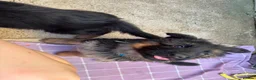German Shepherd dogs for sale: KC German Shepherd puppies  - Advert 25