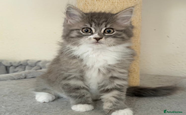Ragdoll cats - Advert 4