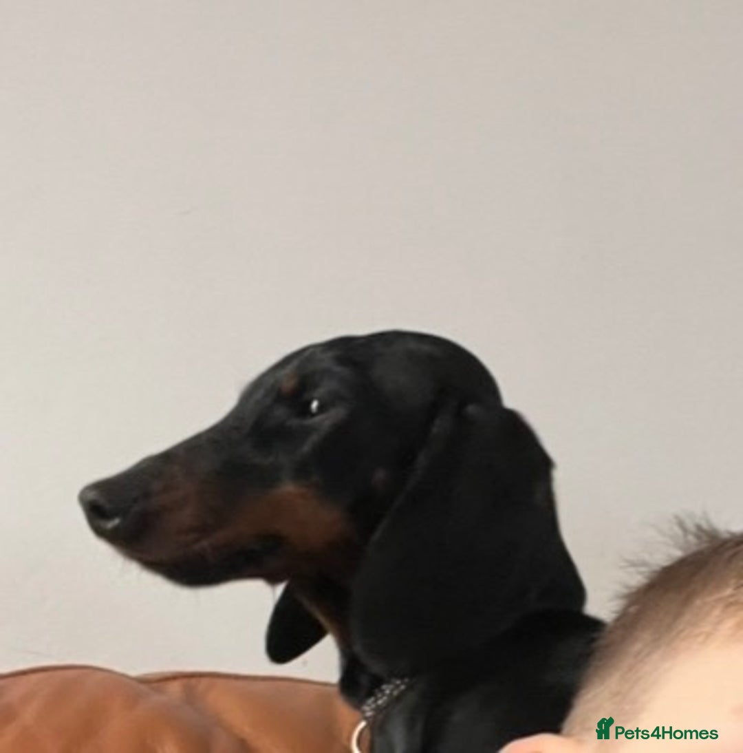 Dachshund dogs for sale: Dachshund Bitch for sale.(Ruby) - Advert 6