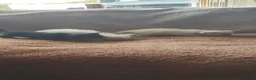 Siamese cats for sale: Siamese and oriental kittens  - Advert 5