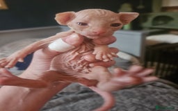 Sphynx cats for sale: Sphynx naked and coated  - Image 5