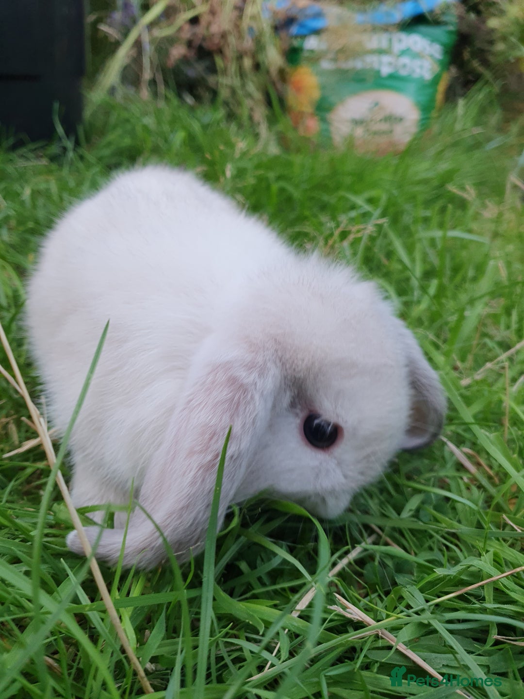 Mini Lop rabbits for sale: Friendly baby mini lops - vacc with Yurvac RHD2 - Image 9