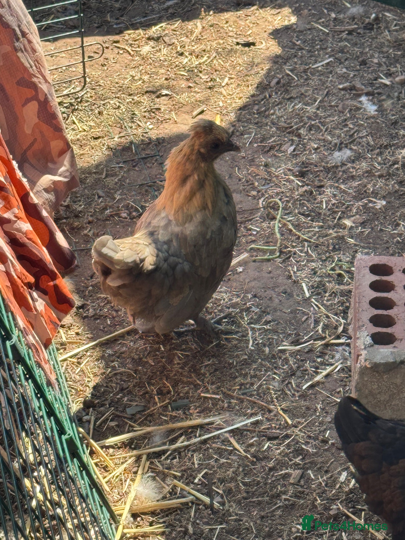 Chickens poultry Two cute miniature pullets  - Advert 13