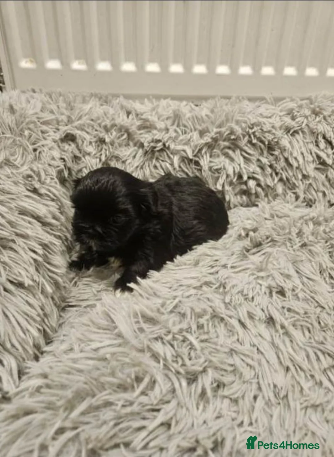 Shih Tzu dogs for sale: Shih Tzu Puppies – 3 Available in Bristol - Advert 9