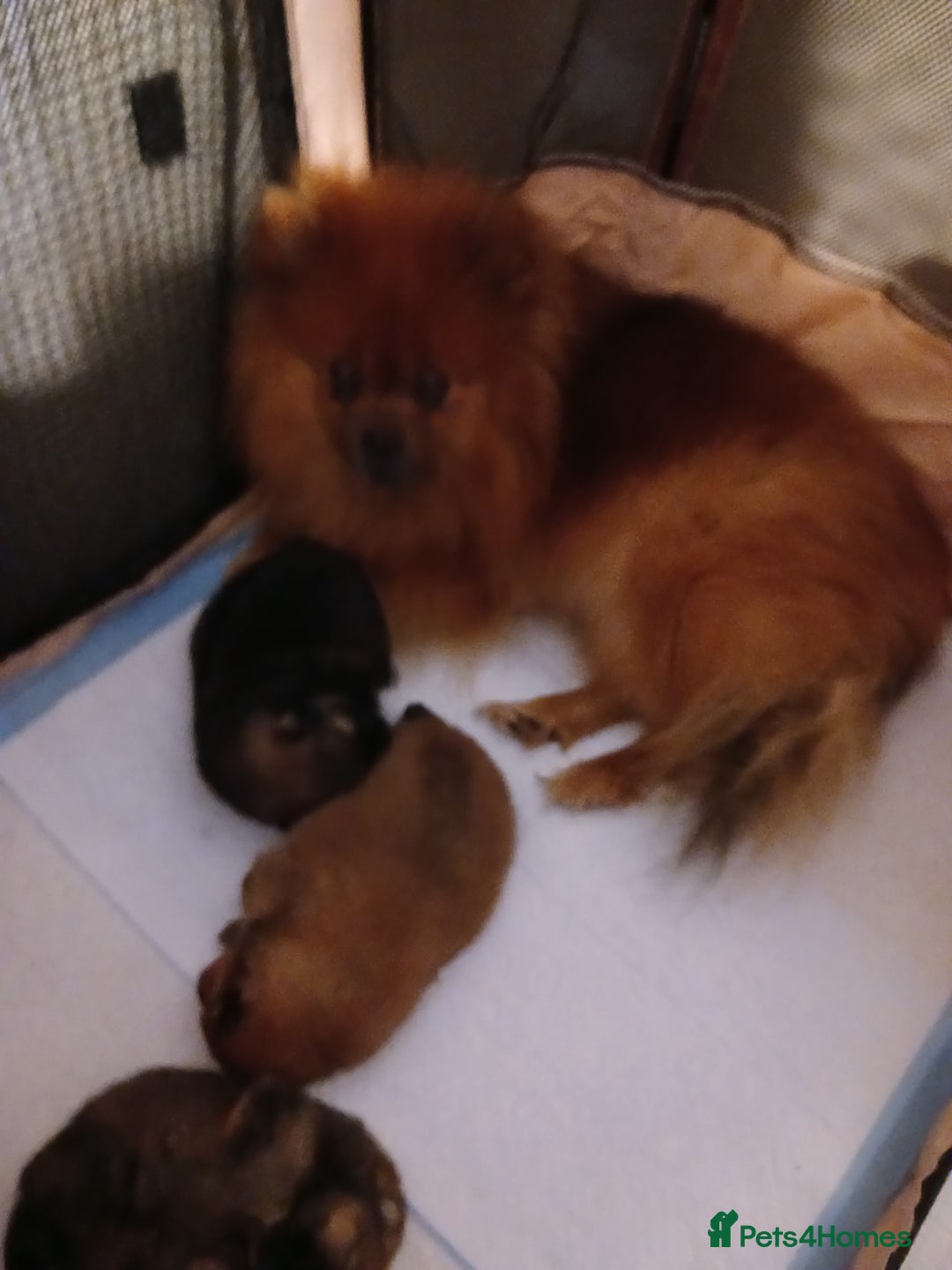 Pomeranian dogs for sale: Pomerian pups  - Image 3