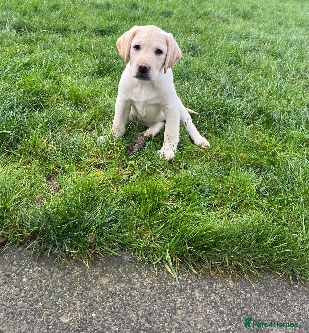 Labrador Retriever dogs for sale: Extensively health tested white chunky Labradors  - Advert 18