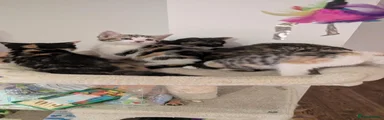 Poppy – The High-White Patch Calico