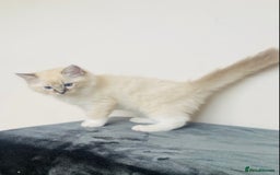 Ragdoll cats for sale: 🐾GCCF Family Reared Ragdoll Kittens🐾 - Image 24