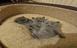 British Shorthair cats for sale: British shorthair kitties for sale - Advert 5