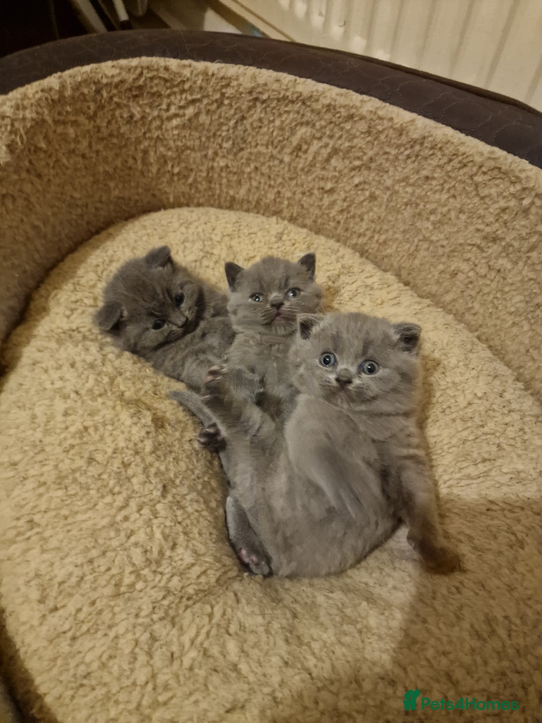 British Shorthair cats for sale: British shorthair kitties for sale - Advert 5
