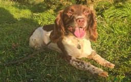 English Springer Spaniel dogs for sale: KC Health Tested Pups ready Nov 25 - Image 8