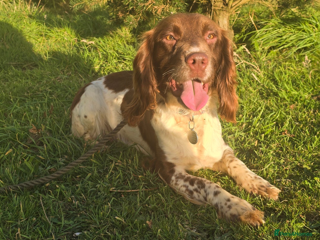 English Springer Spaniel dogs for sale: KC Health Tested Pups ready Nov 25 - Image 8