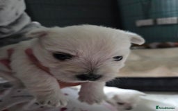 West Highland Terrier dogs for sale: Gorgeous pedigree westies, excellent bloodlines - Image 35