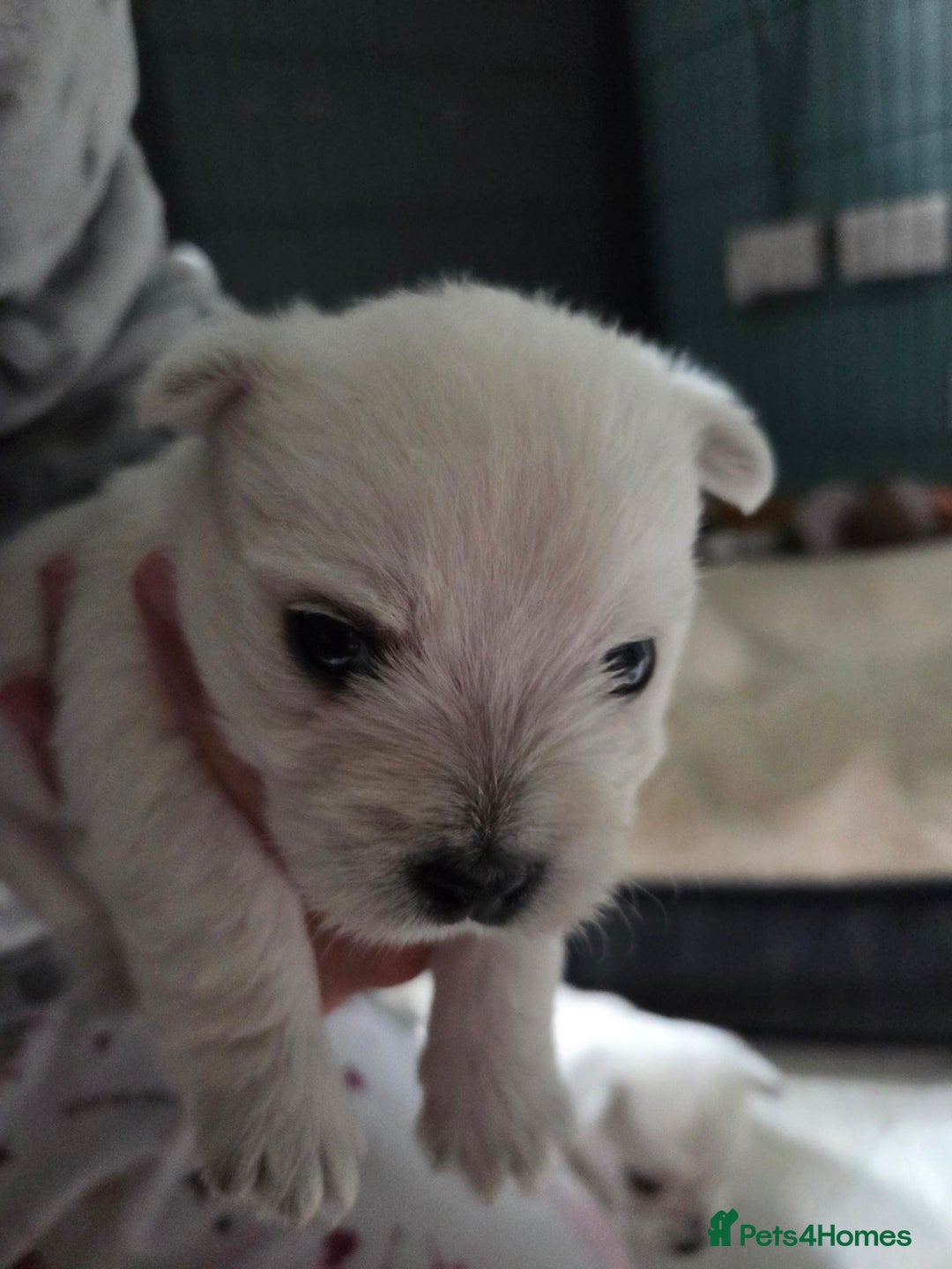 West Highland Terrier dogs for sale: Gorgeous pedigree westies, excellent bloodlines - Image 35