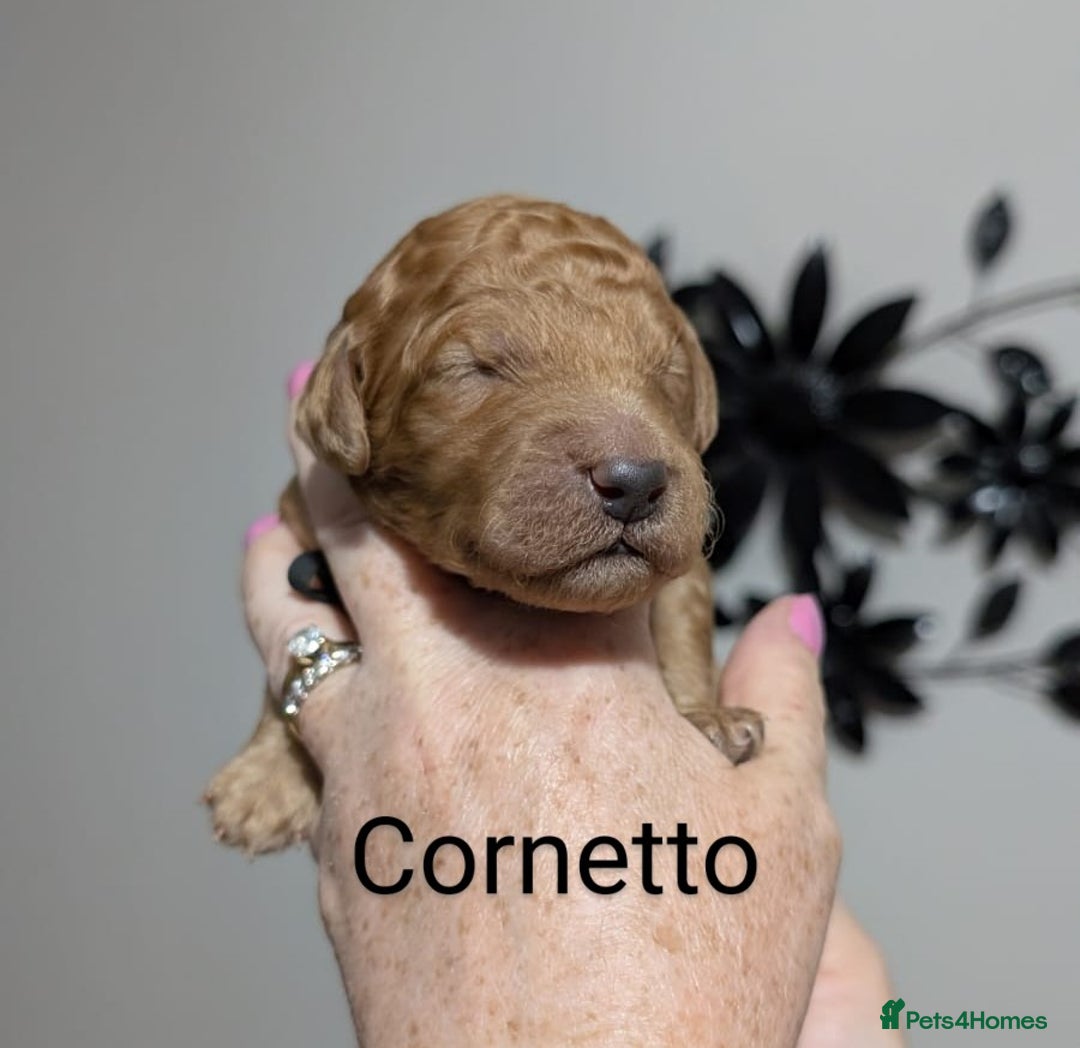 Goldendoodle dogs for sale: Gorgeous Goldendoodles  - Image 28