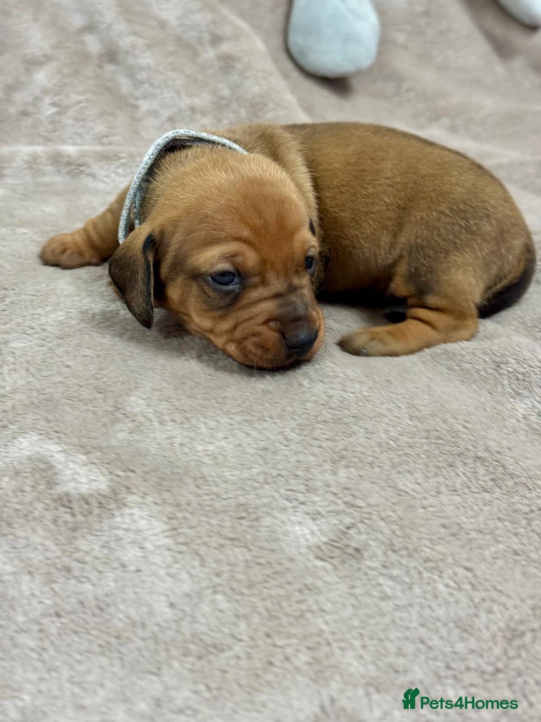 Miniature Dachshund dogs for sale: Beautiful miniature dachshund litter - Advert 13