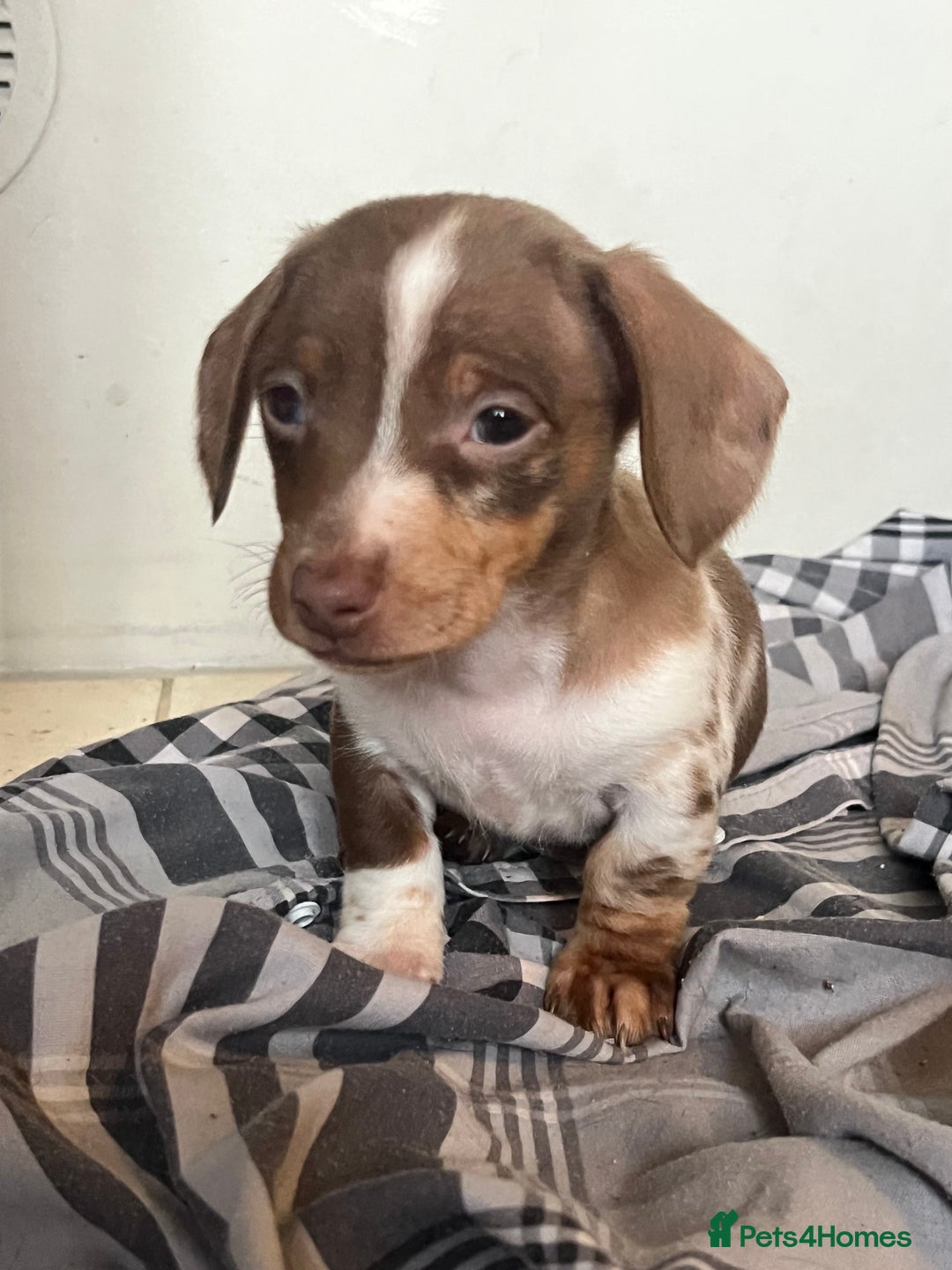 Miniature Dachshund dogs for sale: 💞Ready now Miniature dachshund 💞 - Advert 27