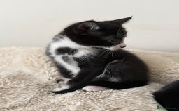 Mixed Breed cats for sale: 2 beautiful tiny kittens  - Image 5