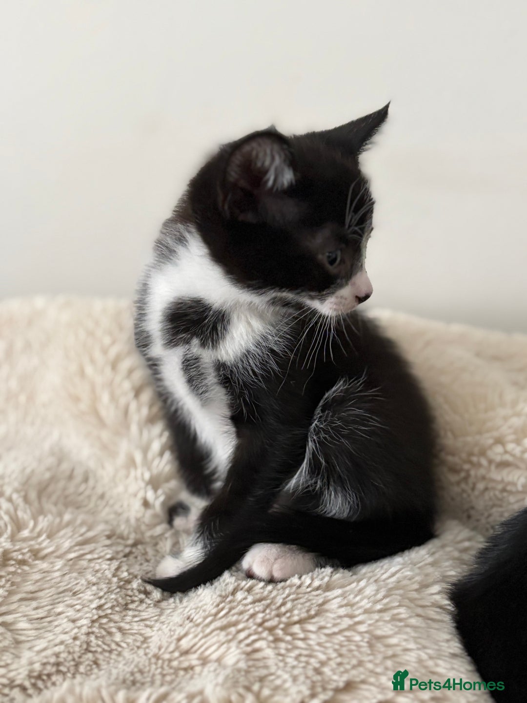 Mixed Breed cats for sale: 2 beautiful tiny kittens  - Image 5