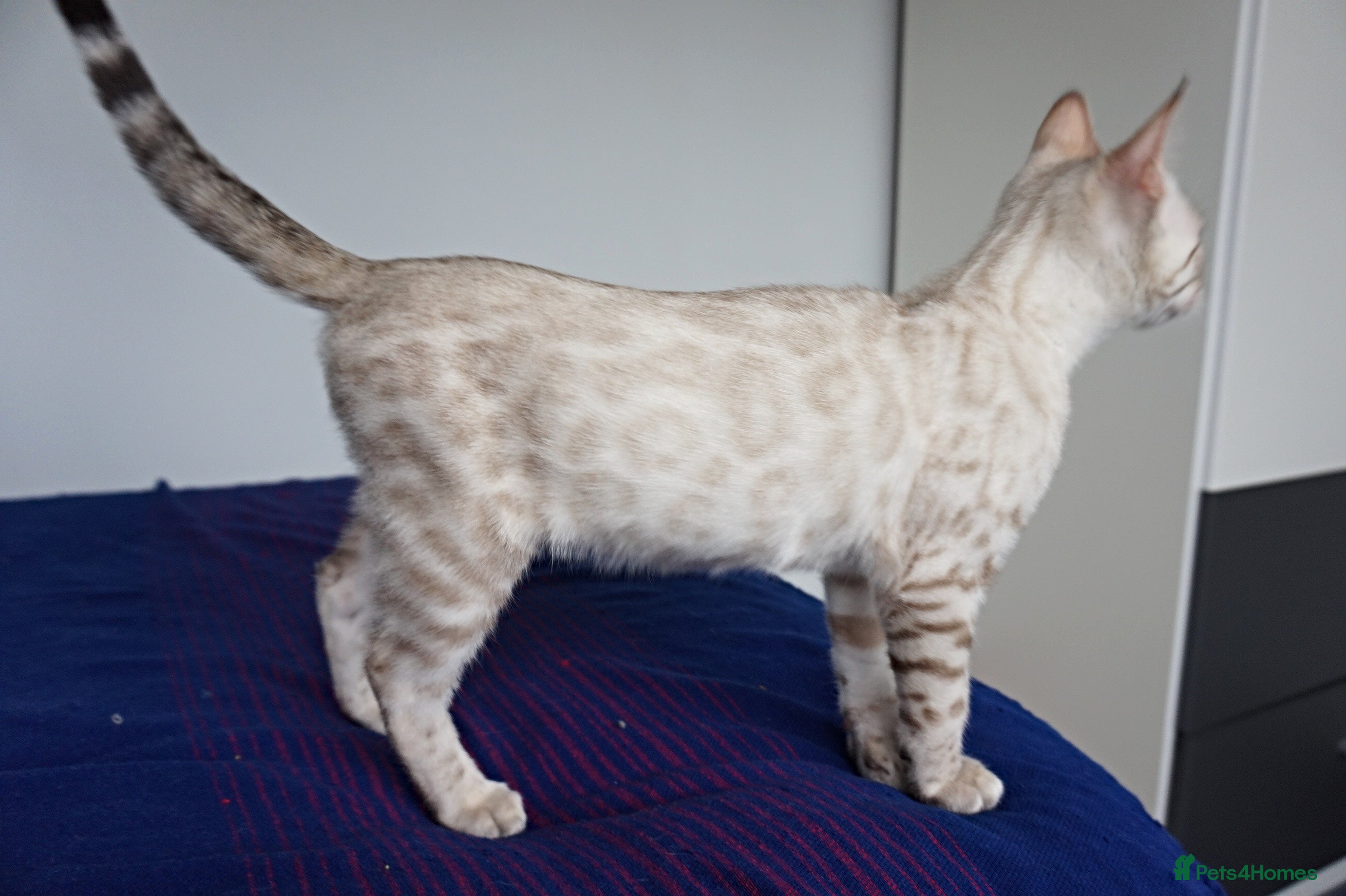 Bengal cats Gorgeous Snow Bengal Boy - Advert 6