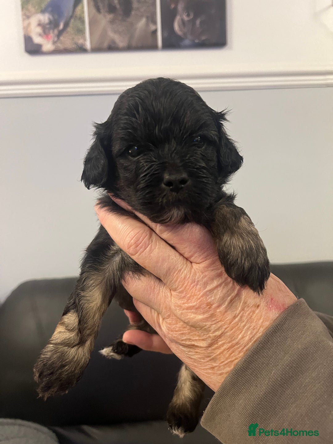 Lhasapoo dogs for sale: Lhasapoo pups - Advert 3