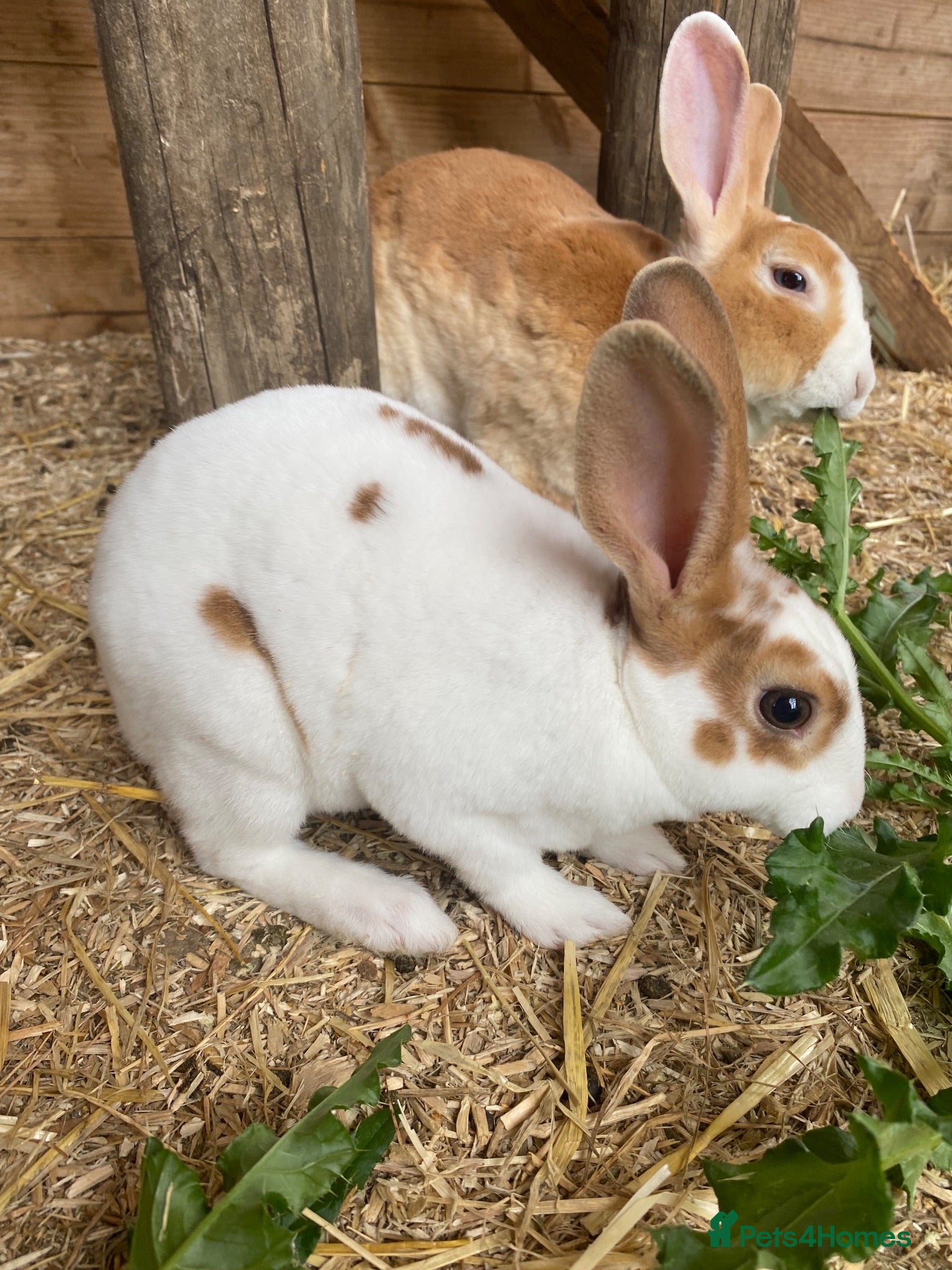 Rex rabbits 3 Beautiful Mini Rex Rabbit Babies Available!  - Advert 2
