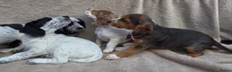 Cocker Spaniel dogs for sale: Beautiful litter of unusual colour Cocker spaniel  - Advert 22