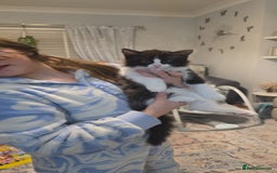 Ragdoll cats for sale: Beautiful Ragdoll x Norwegian forest cross kittens - Image 11