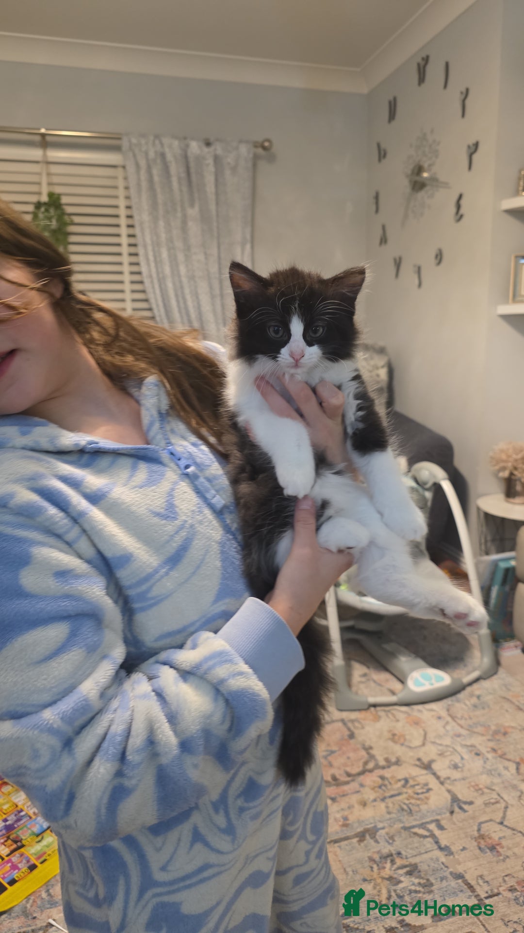 Ragdoll cats for sale: Beautiful Ragdoll x Norwegian forest cross kittens - Image 11