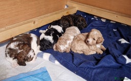 Cavapoo dogs for sale: Stunning Unique cavapoo litter  - Image 1