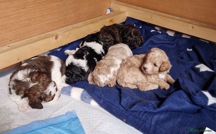 Cavapoo dogs - Advert 7