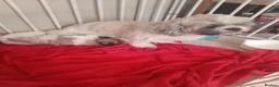 Shih Tzu dogs for sale: Shih tzu puppy  - Advert 1