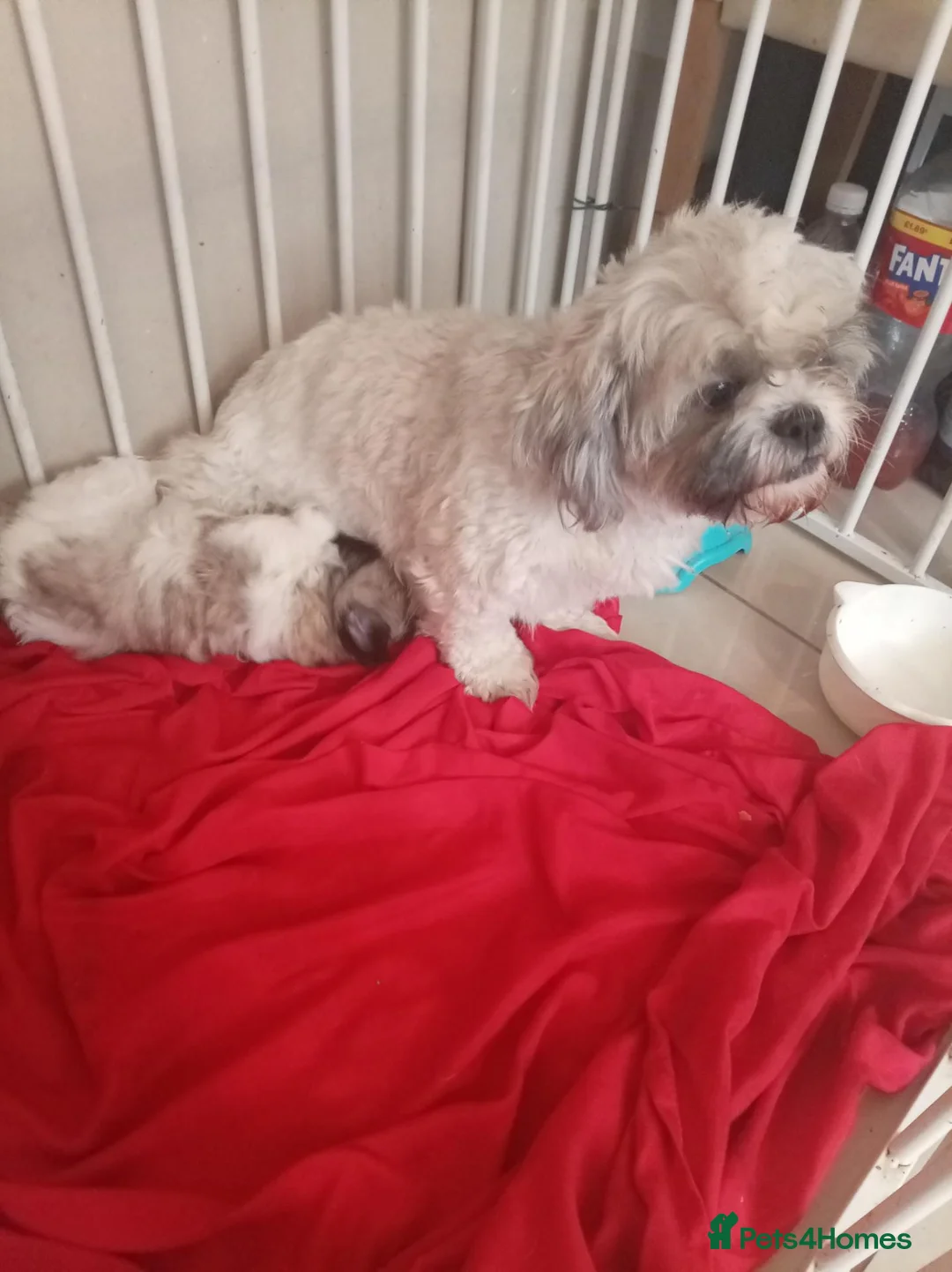 Shih Tzu dogs for sale: Shih tzu puppy  - Advert 1