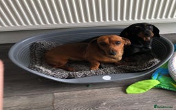 Miniature Dachshund dogs for sale: Miniature Dachshund  - Image 2