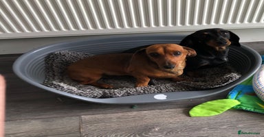Miniature Dachshund dogs - Advert 8