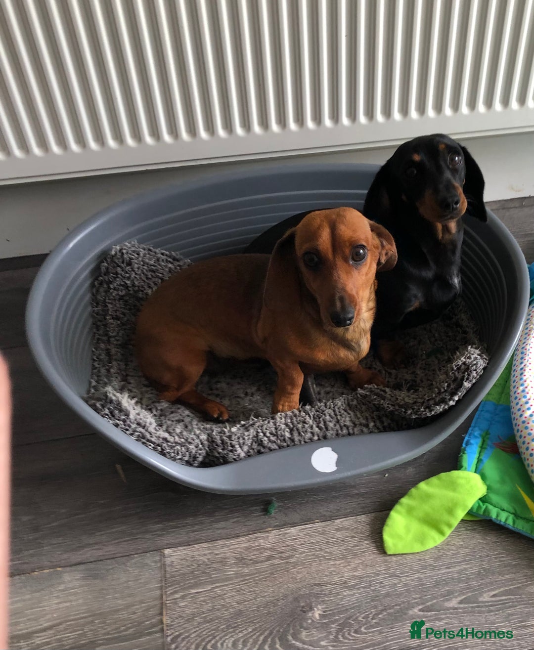Miniature Dachshund dogs for sale: Miniature Dachshund  - Image 2