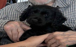 Cocker Spaniel dogs for sale: Lovely short legged black cocker spaniel puppy - Image 1